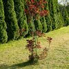 Podpora BIOOGRÓD 720110 (100 cm) Kolor Zielony