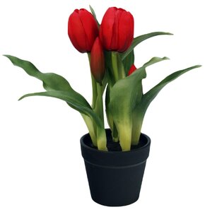 Tulipany w doniczce SASKA GARDEN 1047768 Czerwony
