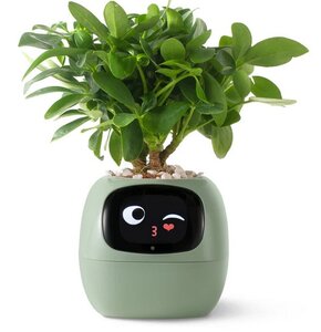 Doniczka inteligentna PLANTSIO IVY Wi-fi 0.122L Zielony