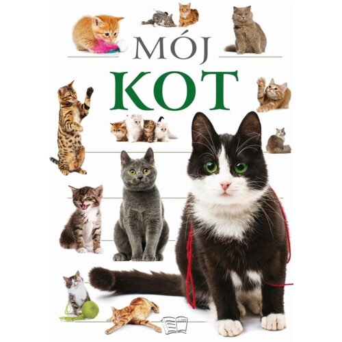 Mój kot